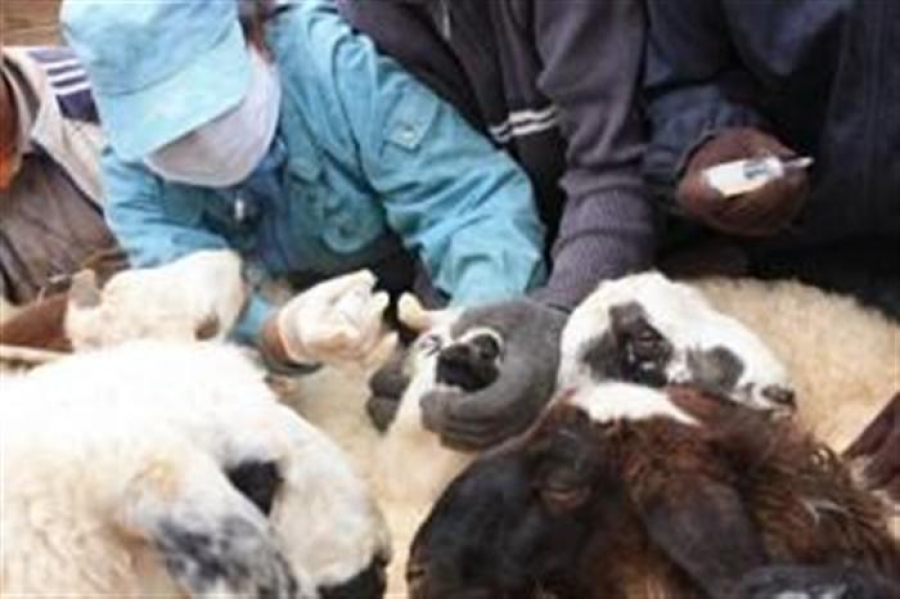 Хонины цэцэг өвчний эсрэг вакцинжуулах ажил үргэлжилж байна