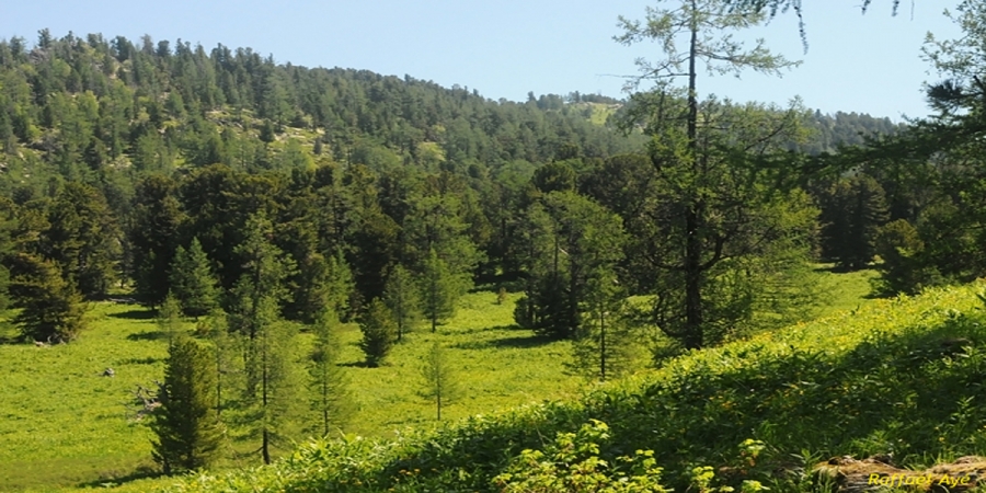 Экологийн өндөр үр өгөөжтэй ойн сан бүрдүүлэхэд Чех улстай хамтран ажиллана