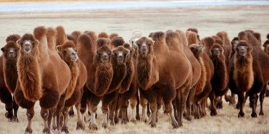 Мөнгөн буйлны эзэд тэмээн сүргээ 520 толгойд хүргэжээ 