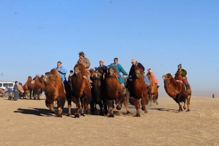 Ирэх сард 1000 тэмээ уралдуулж,  “Гиннес”-т бүртгүүлнэ