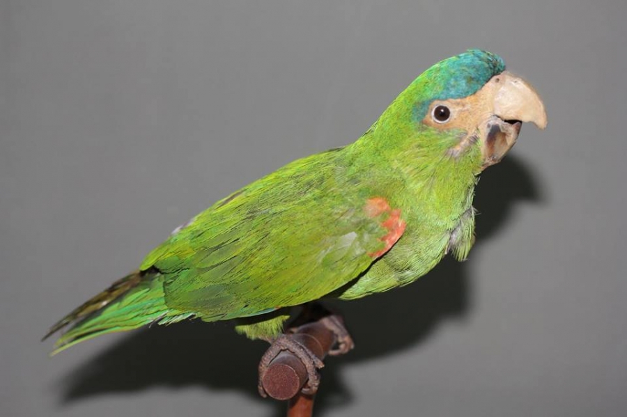 Богд хааны ордон музейн шувууны чихмэлийг засварлана