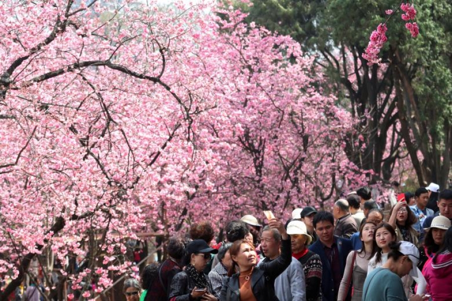 ФОТО: Сакура цэцэглэх мөч