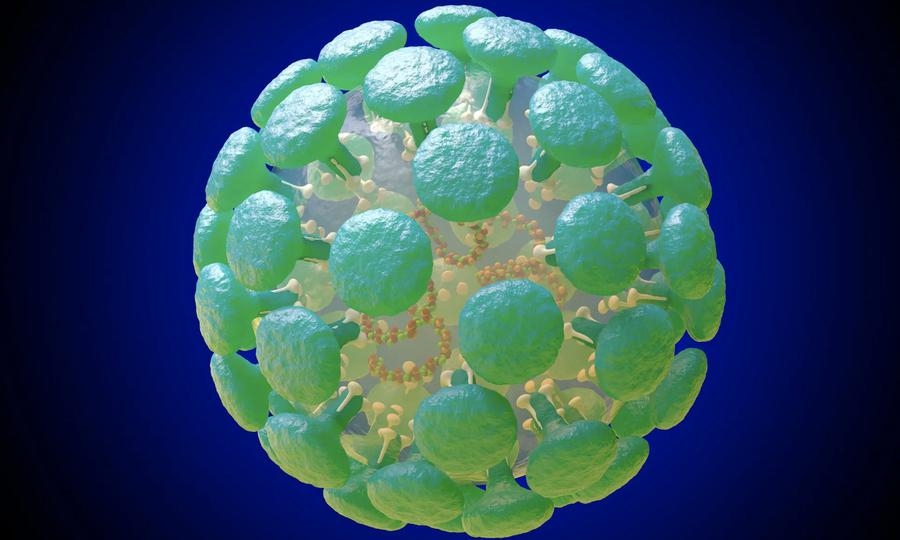 Австралийн эрдэмтэд коронавирусын эсийг судална