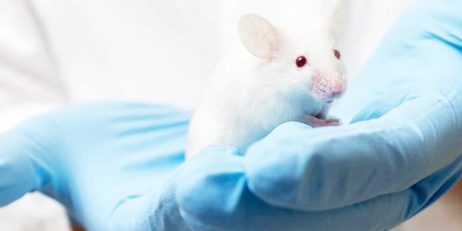 COVID-19 өвчний эсрэг вакцины туршилт хийх трансген  хулгана гарган авлаа