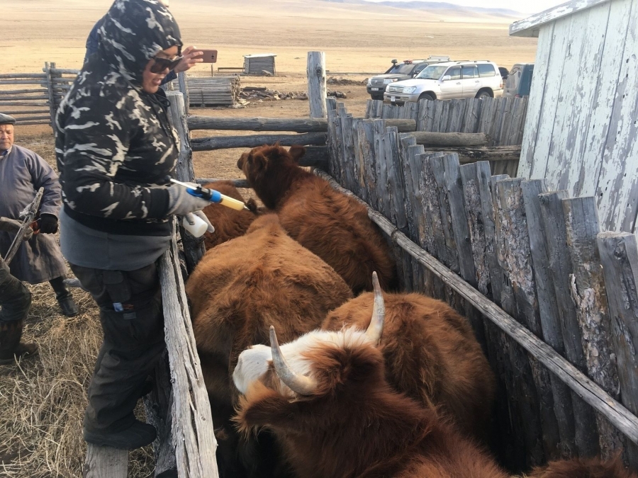 Монгол Улсыг үхрийн цээж өвчингүй, эрүүл бүс болохыг баталгаажуулсан гэрчилгээ олголоо