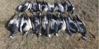 Мэрэгч устгалын хорноос болж 30 гаруй шувуу үхсэн байна